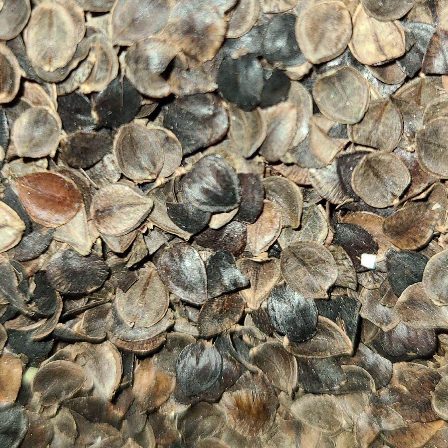 Buckwheat hulls close-up, grown in the US, ideal for pillows and cushions, offering firm, supportive comfort.