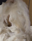 Kapok Fiber
