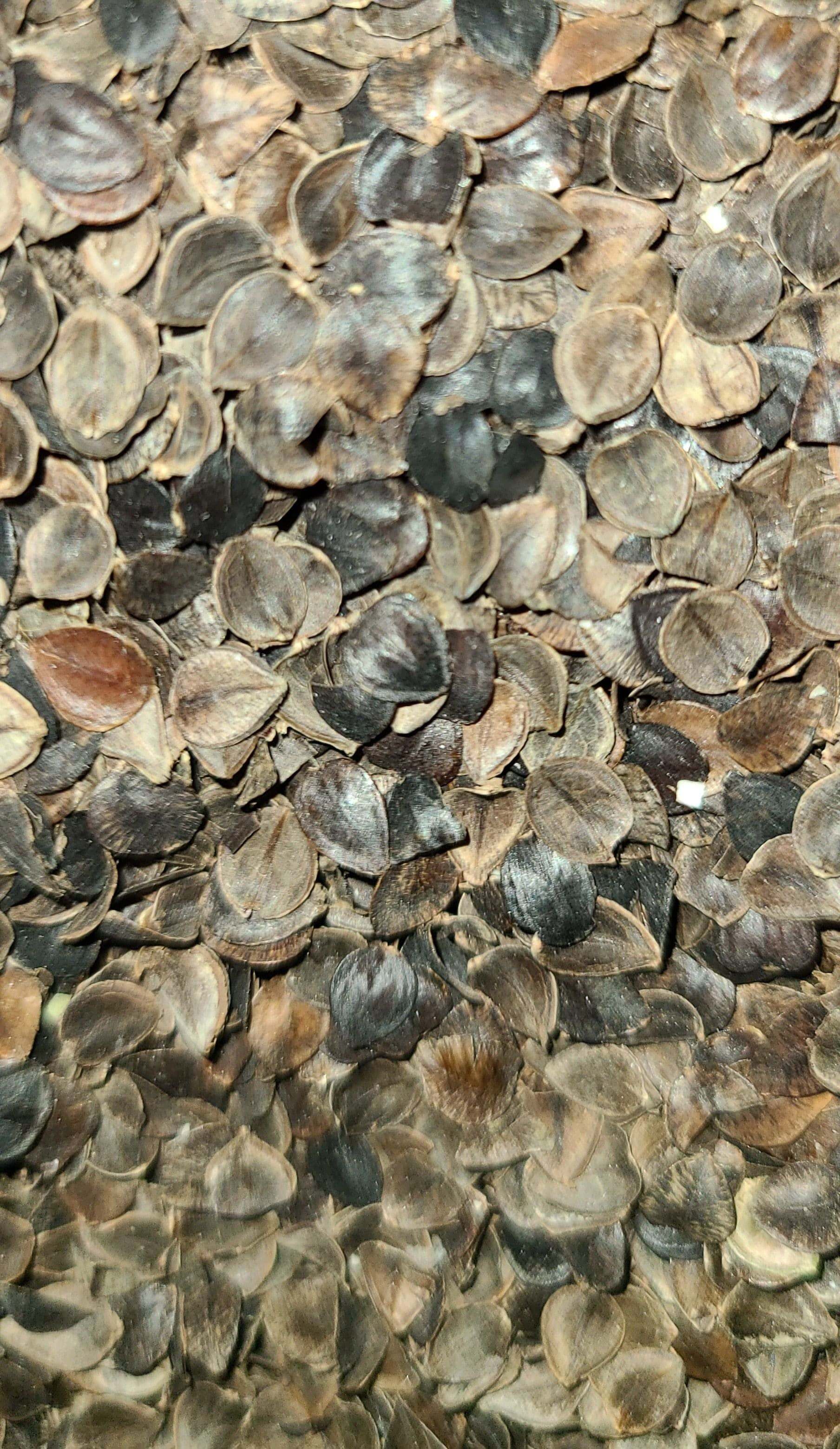 Buckwheat hulls close-up, grown in the US, ideal for pillows and cushions, offering firm, supportive comfort.